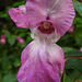 20210927 2907CPw [D~LIP] Drüsiges Springkraut (Impatiens glandulifera), UWZ, Bad Salzuflen