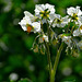 Potato flower