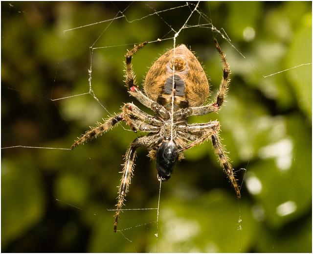 IMG 2330 Spider