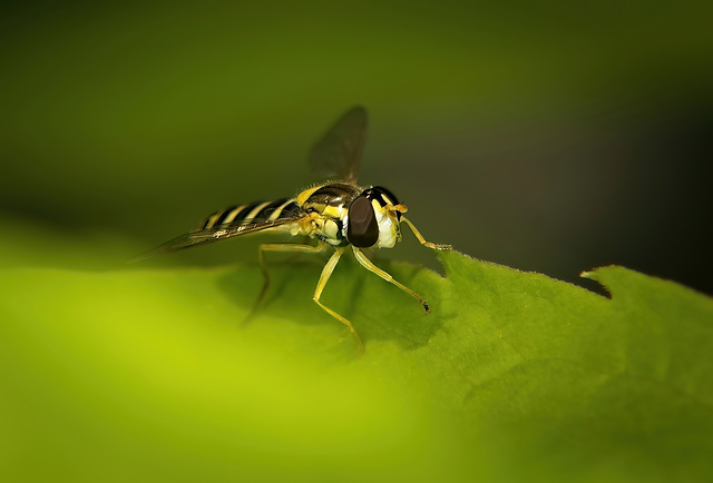 Die Gewöhnliche Langbauchschwebfliege (Sphaerophoria scripta)  ist mal vorbei geflogen :))  The long-bellied hoverfly (Sphaerophoria scripta) flew past :))  Le syrphe à long ventre (Sphaerophoria scri