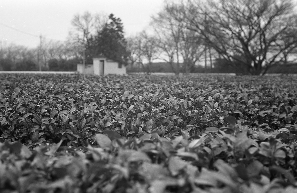 In the tea field