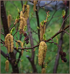 Some alders