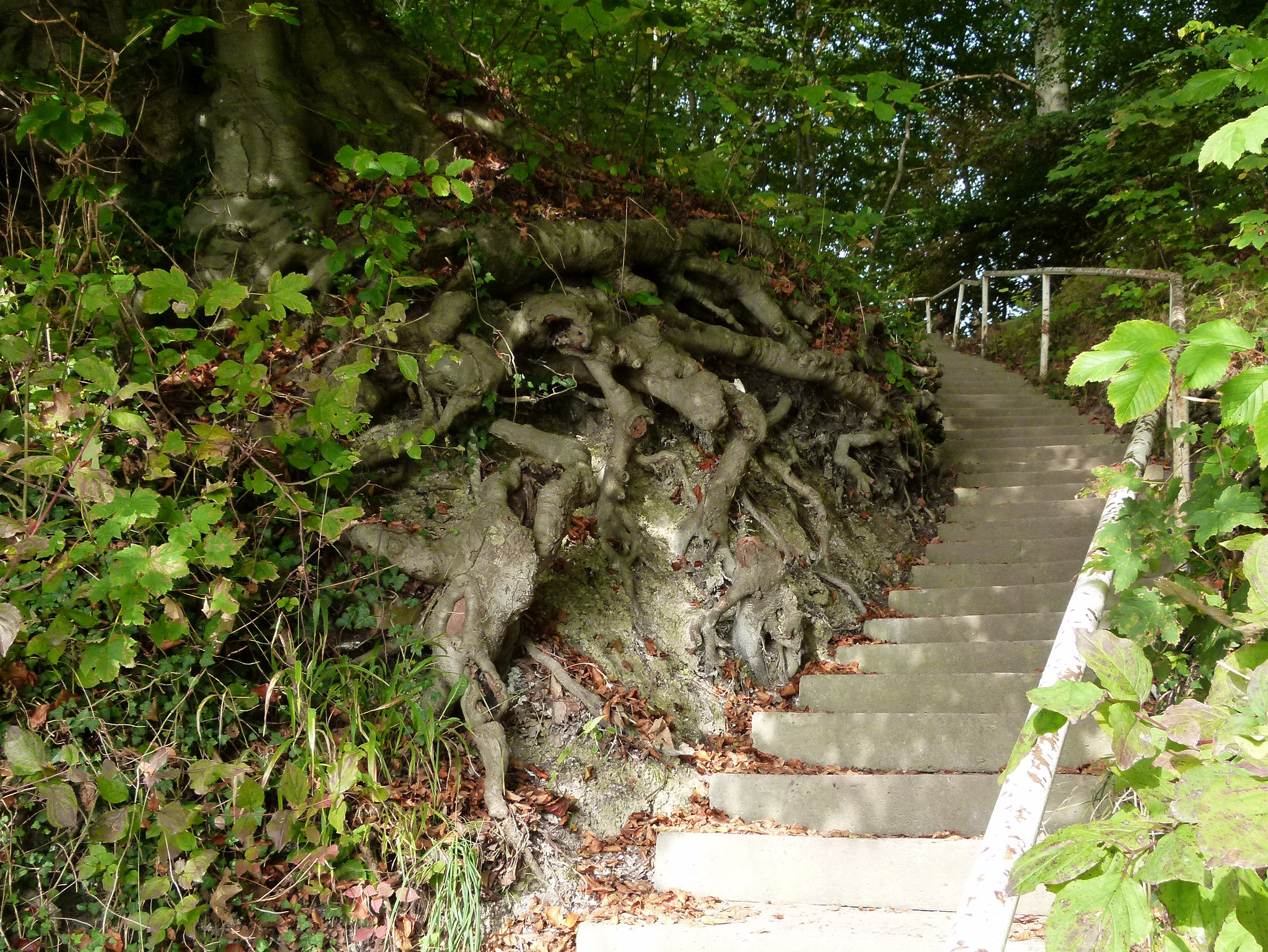 Buchenwurzel-Treppe