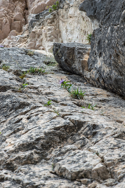 Felswand mit Physoplexis comosa - 2017-07-20_D4_DSC2903