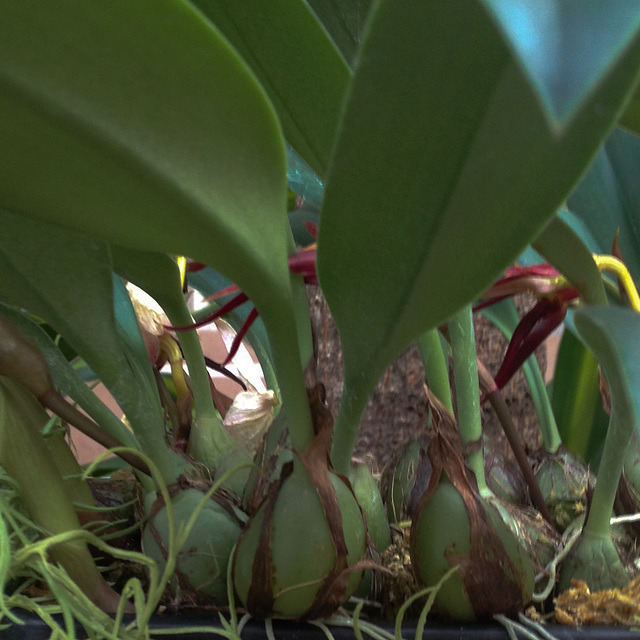 Bulbophyllum