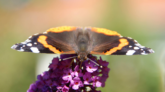 Admiral (Vanessa atalanta)