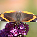 Admiral (Vanessa atalanta)