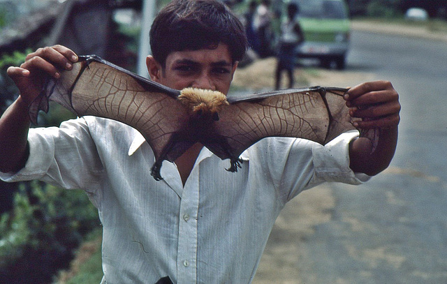 Flughund wird von einem Führer vorgezeigt. Sri Lanka 1982