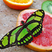 Butterfly on a grapefruit