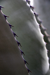 Havard Agave