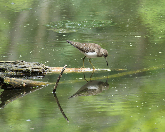 chevalier solitaire / solitary sandpiper