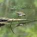 chevalier solitaire / solitary sandpiper