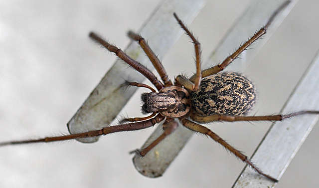 20100514 3460Mw [D~LIP] Haus-, Winkelspinne (Eratigena atrica syn. Tegenaria atrica), Bad Salzuflen