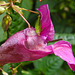 20210927 2909CPw [D~LIP] Drüsiges Springkraut (Impatiens glandulifera), UWZ, Bad Salzuflen