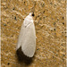 IMG 2341 Moth
