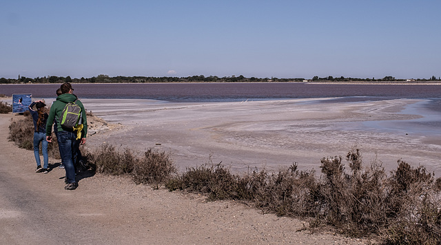 Camargue - les Salins du Midi