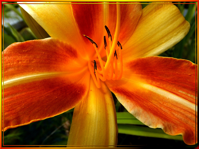 Taglilien (Hemerocallis).  ©UdoSm