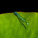 Azure damselfly Azure damselfly
