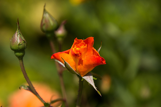 20140801 4445VRAw [D~E] Rose, Gruga-Park, Essen