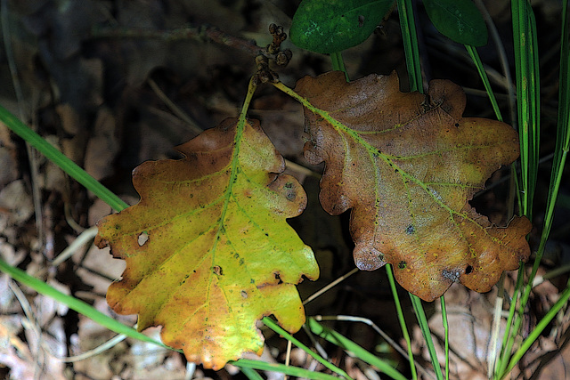 Prélude à l'automne