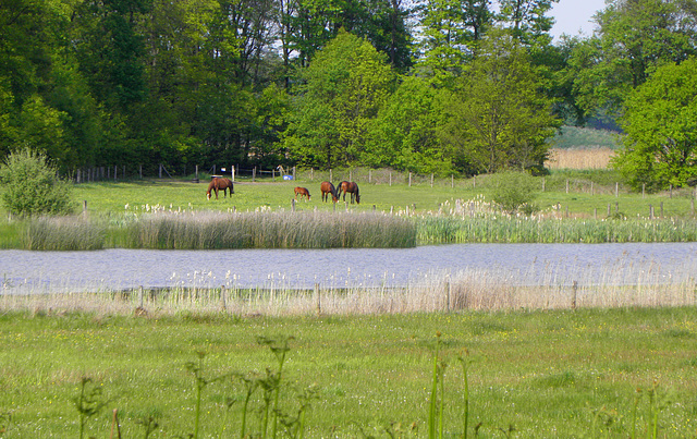 Animal Peace