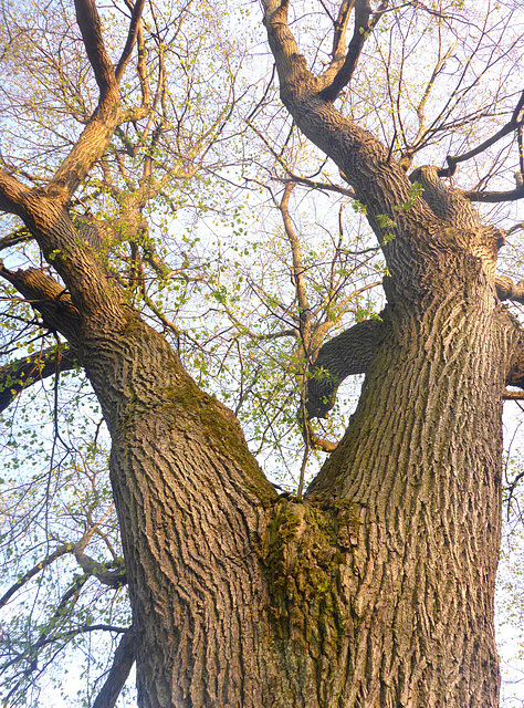 Alter Baum im Frühling - maljuna arbo en printempo