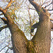Alter Baum im Frühling - maljuna arbo en printempo