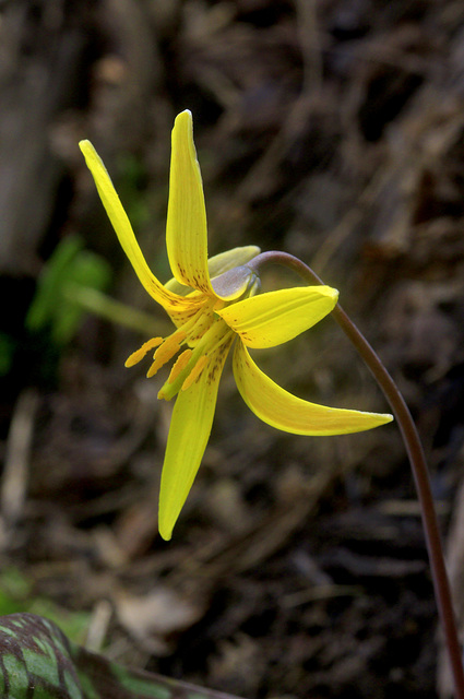 Trout Lily