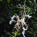 20210927 2910CPw [D~LIP] Schmalblättriges Weidenröschen (Epilobium angustifolium), UWZ, Bad Salzuflen