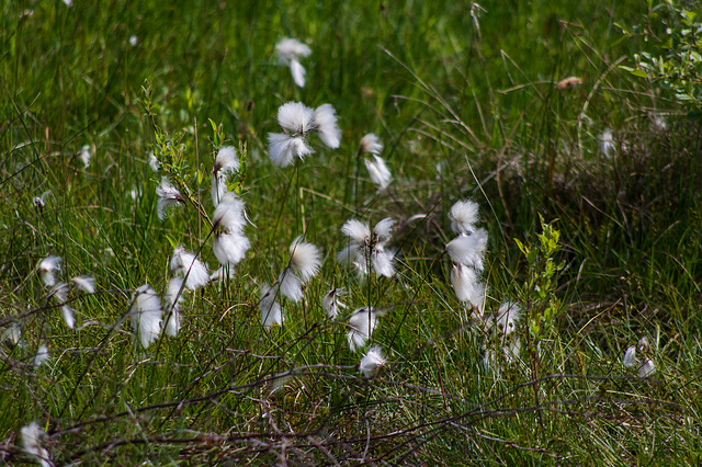 Bog Cotton-6181