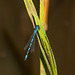 Azure damselfly Azure damselfly