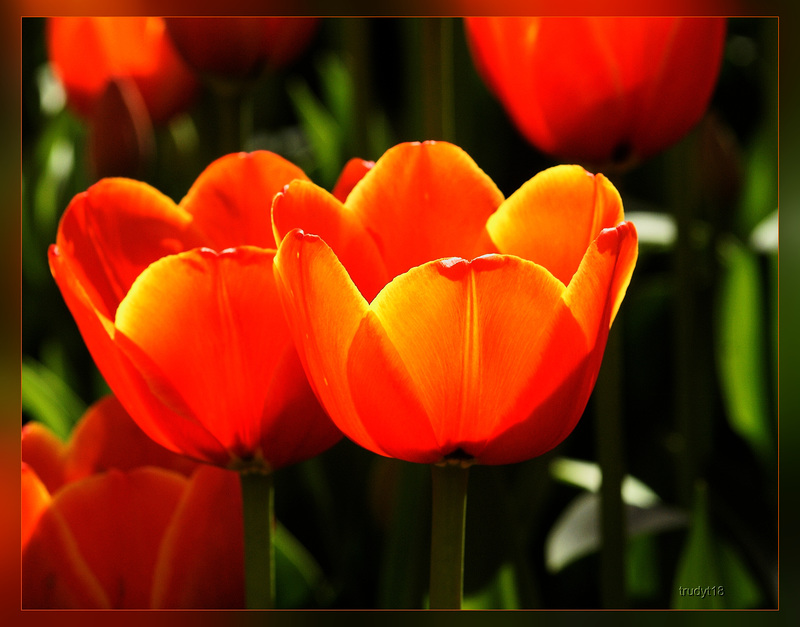 tulpen