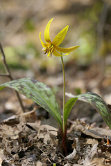 Trout Lily