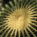 Golden Barrel Cactus Echinocactus grusonii