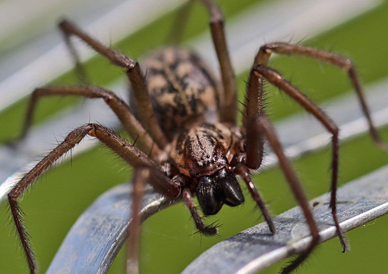 20100514 3463Mw [D~LIP] Haus-, Winkelspinne (Eratigena atrica syn. Tegenaria atrica), Bad Salzuflen