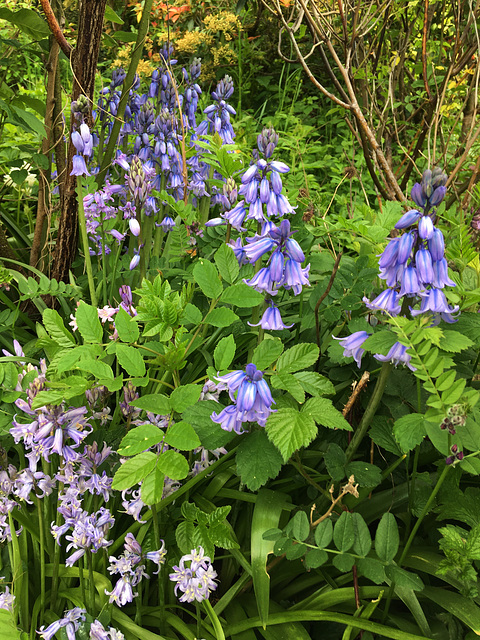 Clochettes bleues