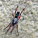 Spider On Carpet