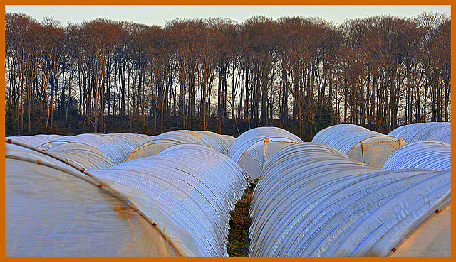 Strawberrie tents