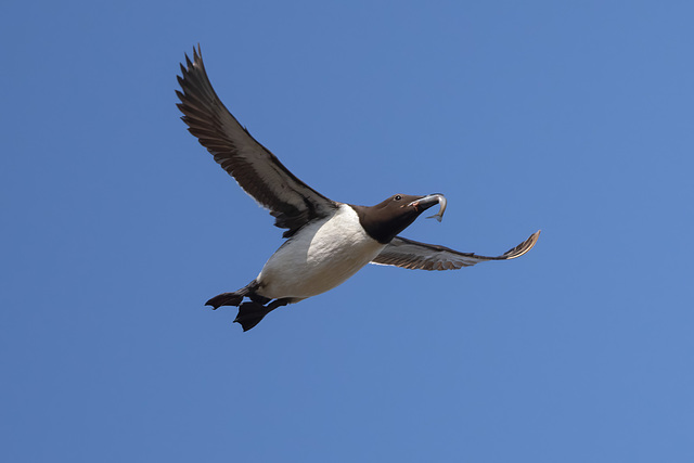 Common Murre