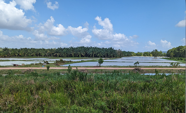 Paysage depuis notre wagon de train