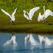 Little egrets Little egrets