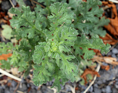 Senecio viscosus