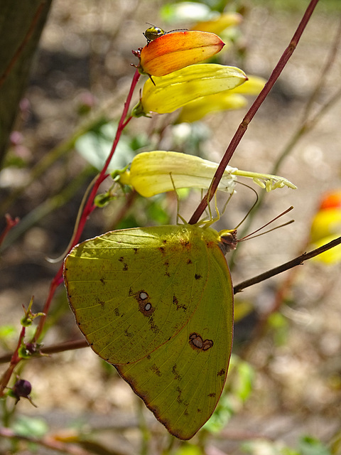 Cloudless Sulphur  (Phoebis sennae) on Spanish Flag with a Cucumber Beetle !