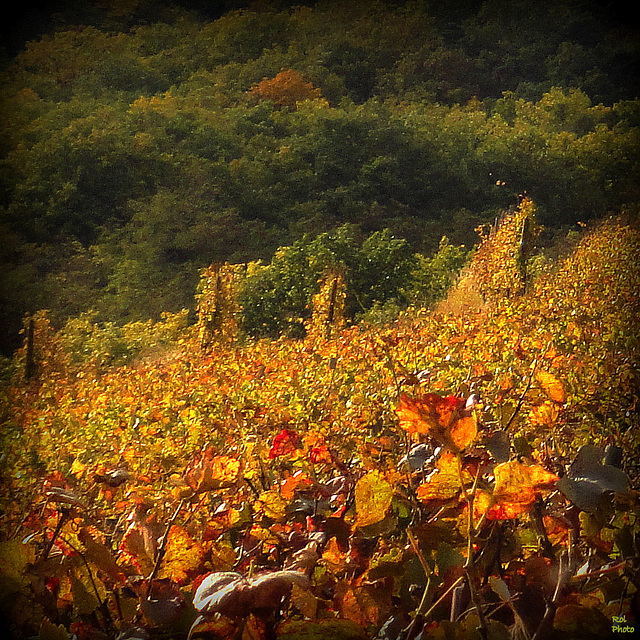 la vigne en Or...