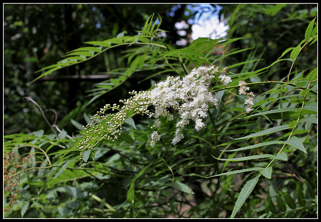 Sorbaria sorbifolia (5)