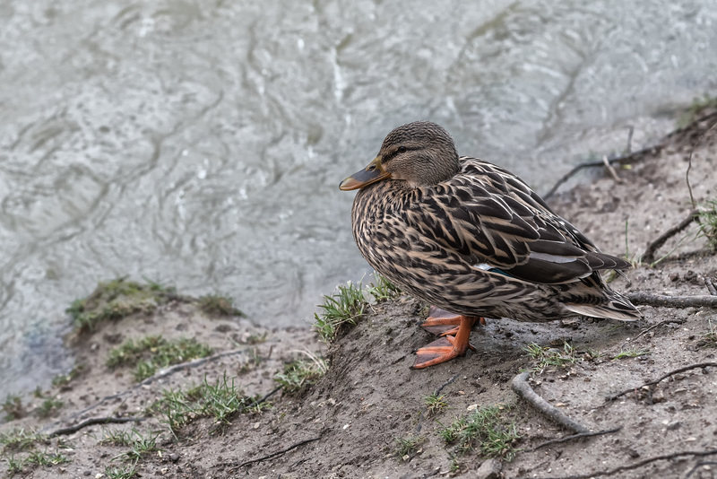 BESANCON: Une canne Colvert (Anas platyrhynchos) 02.