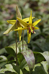 Trout Lilies