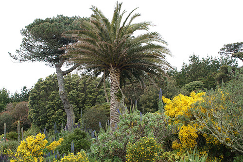 Tresco Abbey Gardens