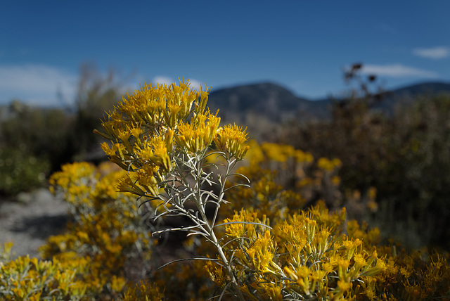 Chrysothamnus viscidiflorus, Canada L1010217