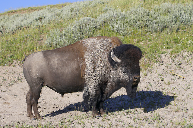 Bull Bison